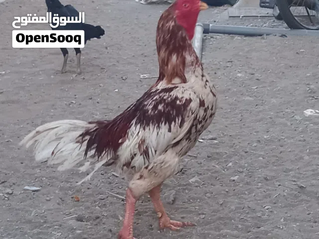للبيع فقط ديك ميوالي ودجاجتين باكستانيات بيور