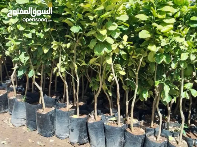 مشاتل ياهلا جرش الزراعيه