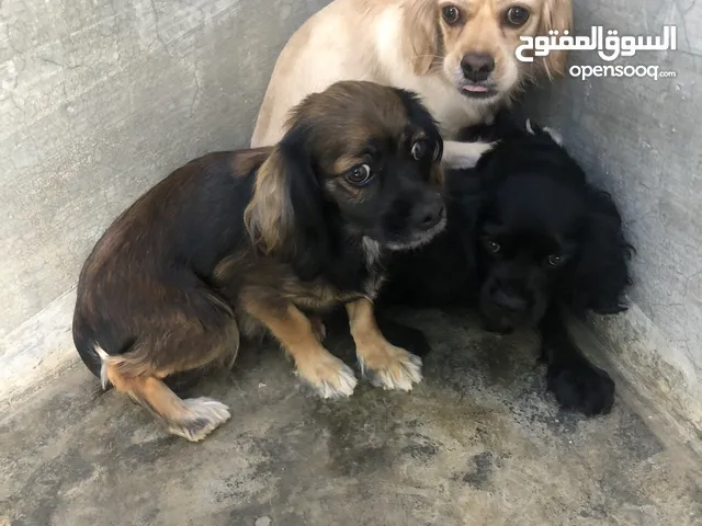 3كلاب سبانيل كوكر
