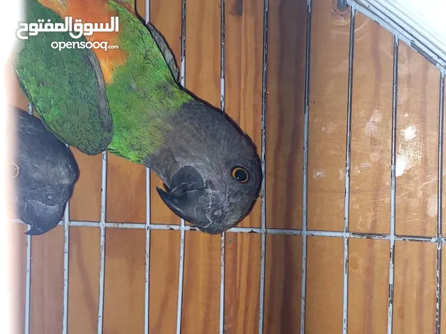 ببغاء سنغالي للبيع