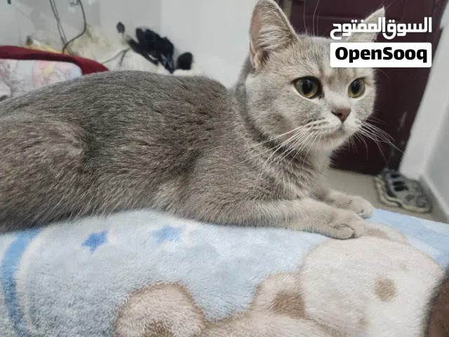 قطه بريتش شورت هير عمرها 6 شهور نظيفه جدا متعلمه علي اللنش بوكس للبيع