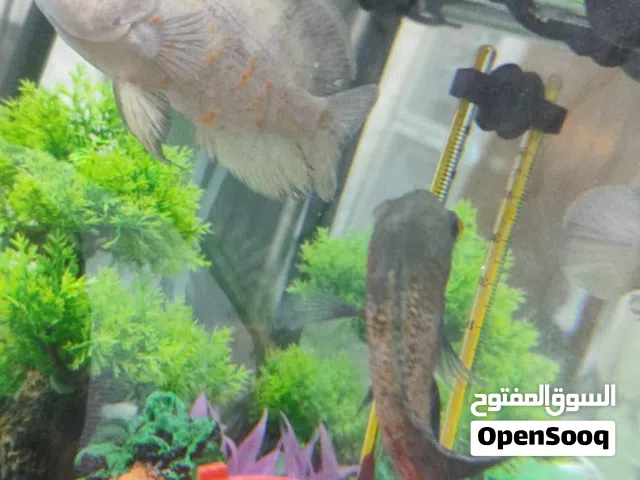 اسماك زينة للبيع