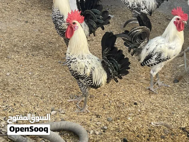 للبيع دجاج ذكور فقط