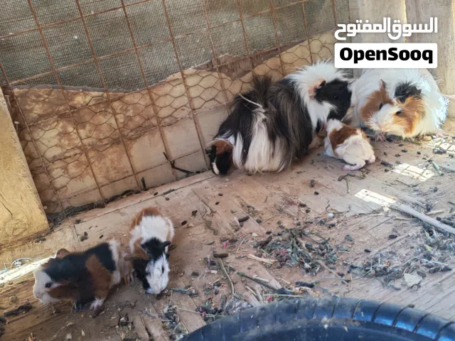 زوج ارانب غينا منتج  مع اربع صغار