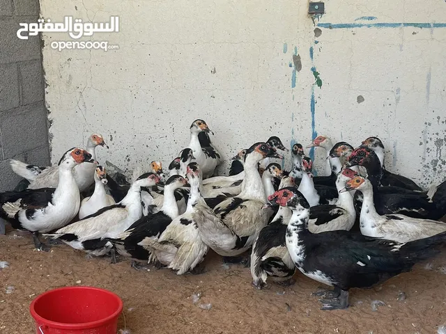 بط مصري العدد 60