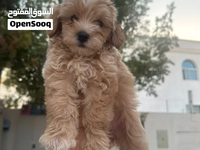 Maltipoo female