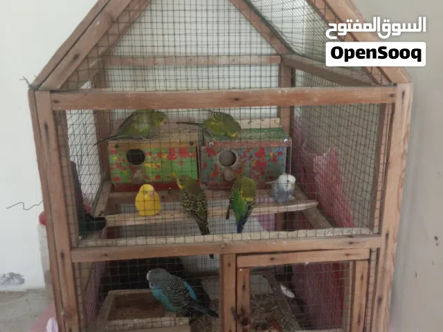 قفص معه طيور الحب 7طيور