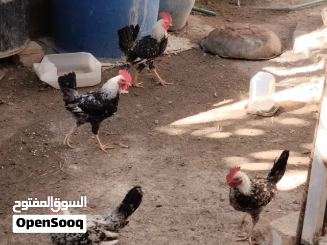 ديج دندراوي خط اول