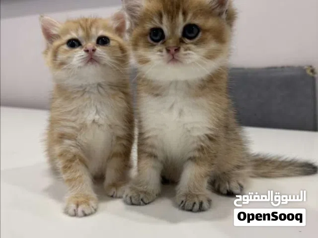 لتبني الموقت