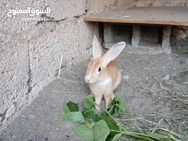 للبيع ارانب اقرا الوصف انا مجرد عارض للتواصل مع الرقم الي ف الوصف