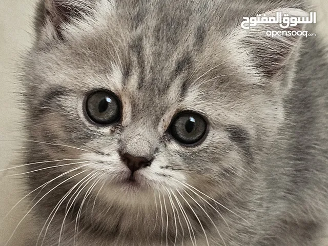 قطط سكوتش فولد  scotich fold kitten