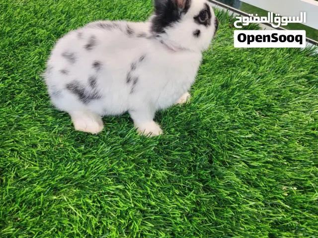 Giant Rex Rabbit
