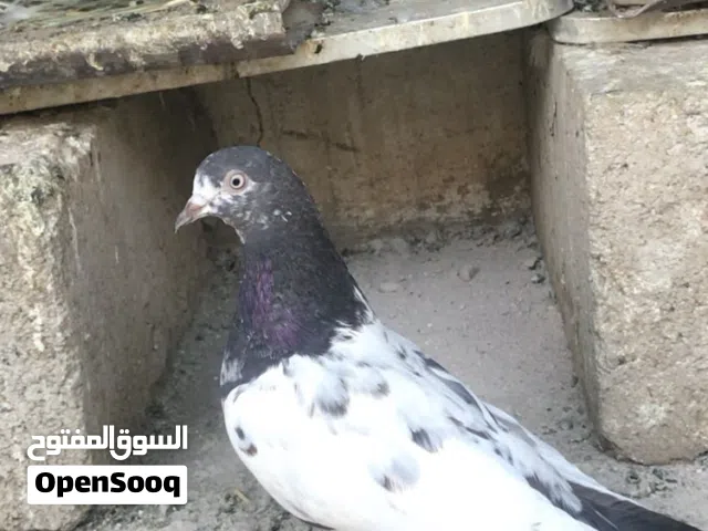 حمام باكستاني تيدي