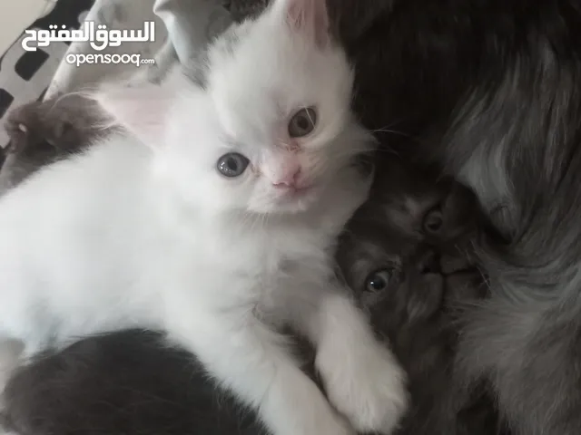 Persian 3 month