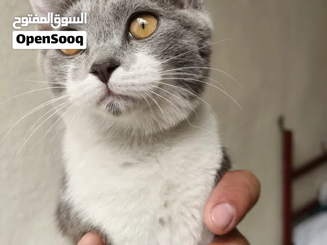 سكوتش فولد للتبني