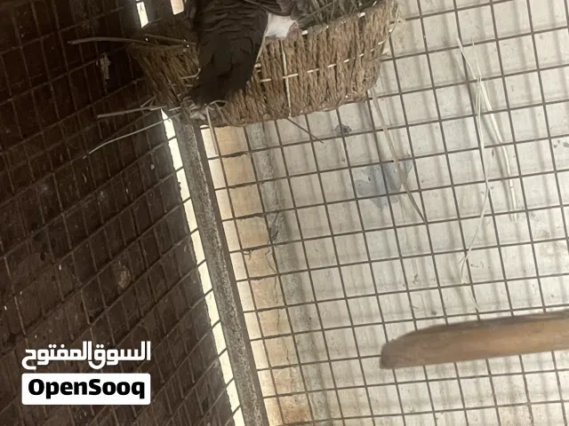 للبيع زوج يمام التمساح