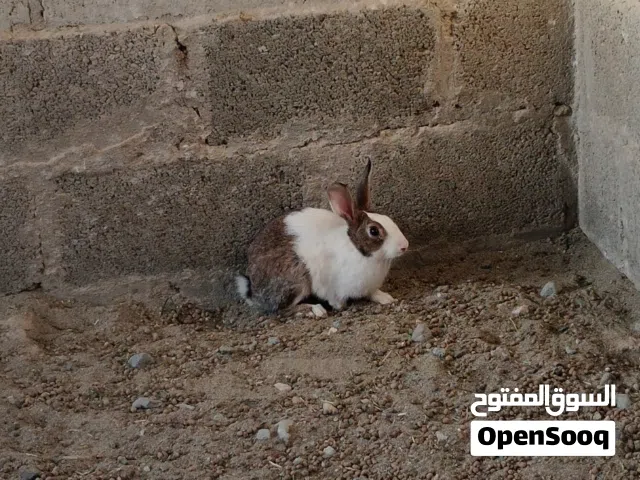 السلام عليكم لبيع ارانب العدد مفتوح