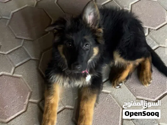 5 months old german shepherd