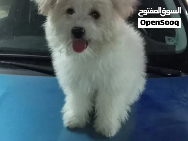 جيرفون صغغنه