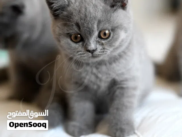 The British shorthair kittens. They are Potty trained, vaccinated, microchip have their passports