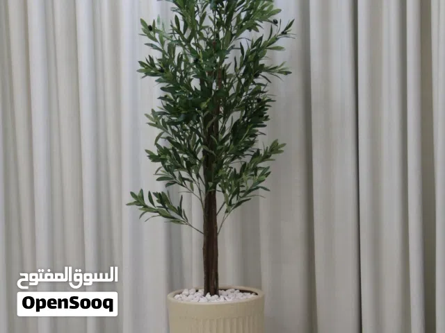 زيتونه طول 200 متر