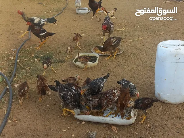 دجاج كويتي للبيع السعر على السوم