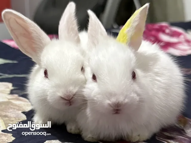 Rabbit in good condition