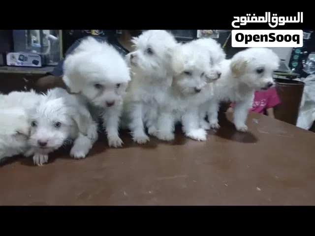 جراوي دباديب جريفون الماني بيورررر 45يوم عيون ملونه وماشاء الله صحه الله اكبر ومتطعمين