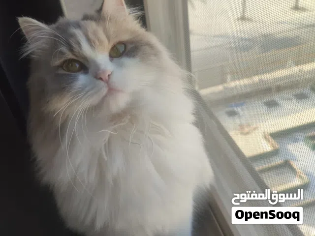 قطة مطعّمة ومُعقّمه للتبني مجانا