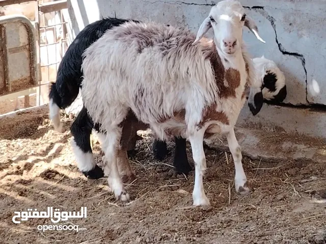 ماشاء الله جاعده تحتها كبش نجدي