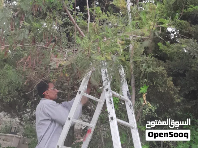 قص الاشجار وتنسيق الحدائق وتشكيل اشجار الجولدستار ورش الاشجار ونكاشة الارض