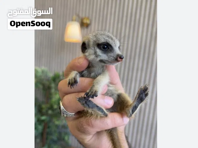 مطلوب ميركات صغير للبيع او البدل بزوج شوقر جلايدر البينو او بي بول بايثون طفرة هاي بايد وايت