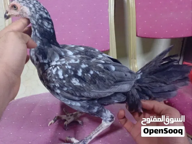 دجاجة بورمية