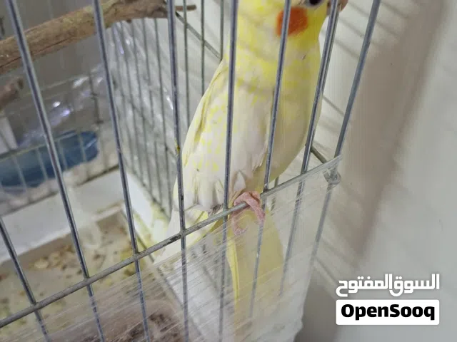 ببغاء لاتينو والذكر حبشي مع الفراخ للبيع