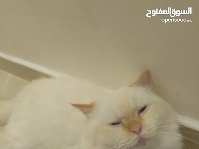 ذكر وانثى للبيع بدون مستلزمات السومه وصلت 1000. جده فقط