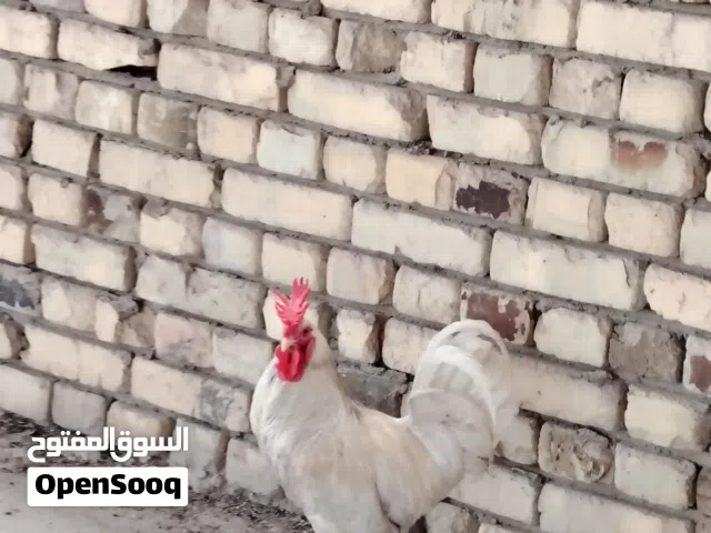 ديج كويتي افرك باب اول نقي