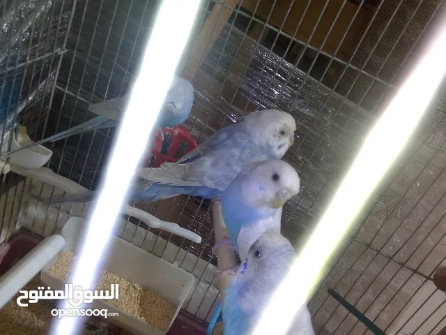 اللبيع اربد