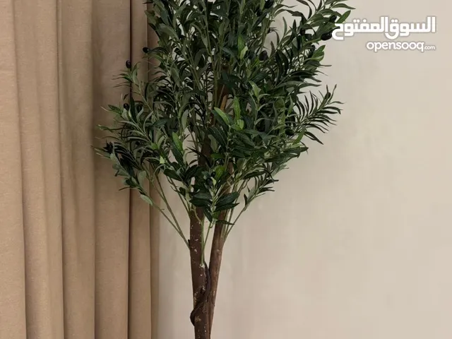 زرعة زيتون صناعي