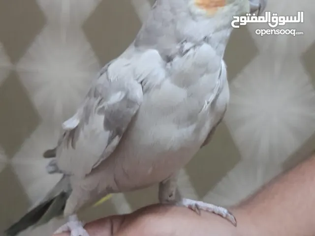 كوكتيل اليف