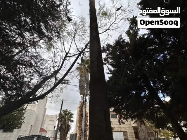 شجرة نخيل 10 متر تقريبا للبيع