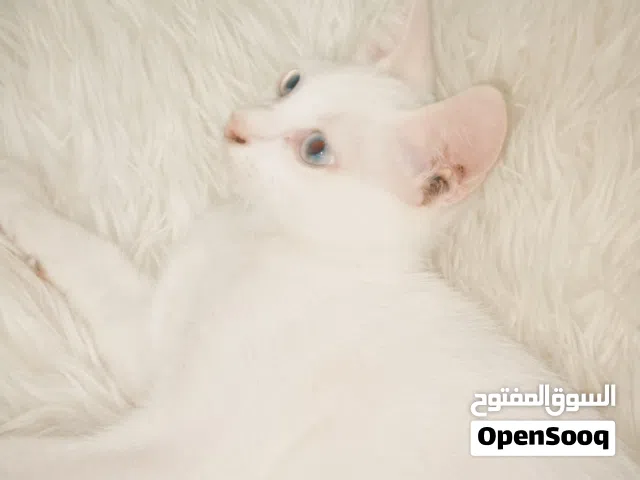 قط ذكر هجين للتبني العمر:3 شهور من ام شيرازيه واب بلدي