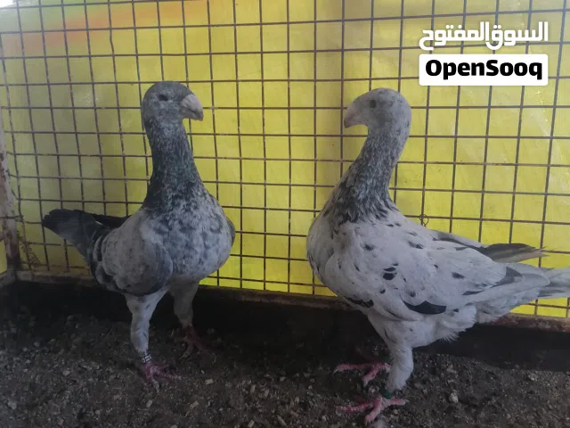 للبيع 5 ازواج هومر تفاصيل تحت