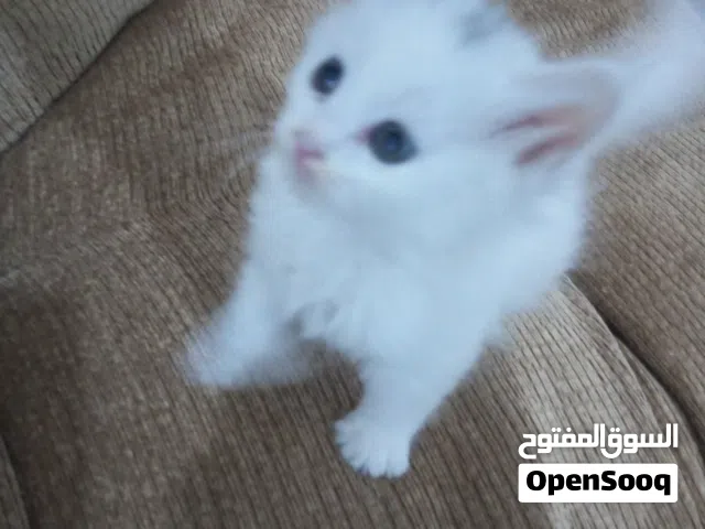 عمرها شهر ودمها زي لعسل