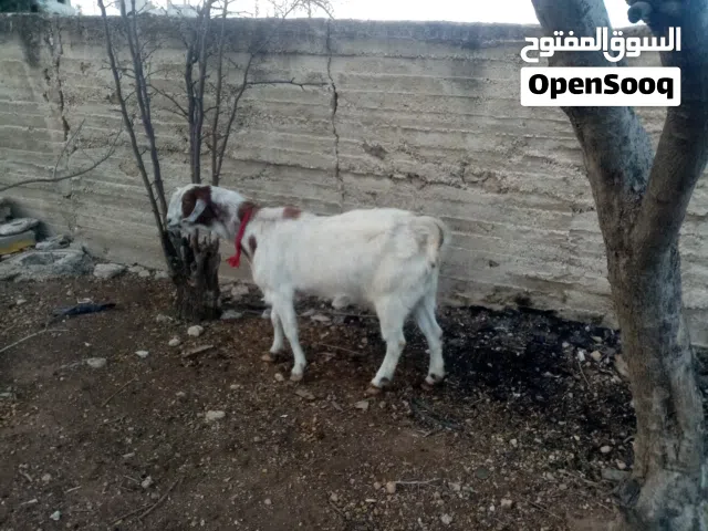 عنزه مقنوي للبيع