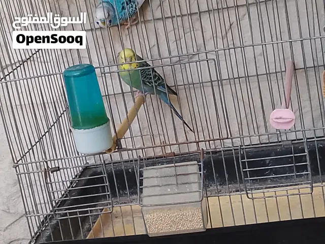 جوز حب أهالي فراخ جوز منتج بجهز لبطن جديد