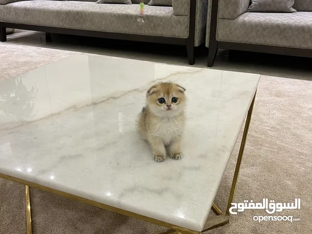 كيتن شانشيلا