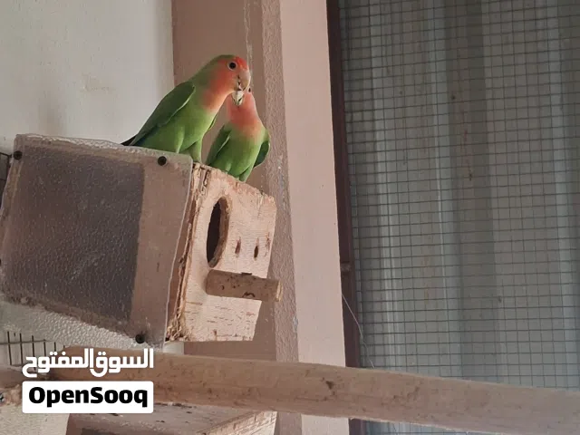 للبيع ازواج لوف بيرد روز