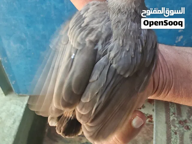 فرخ بلبل تبزيري أمهاته البصره