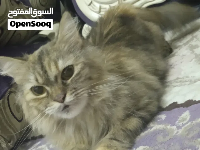 انثي شيرازي للتزاوج فقط