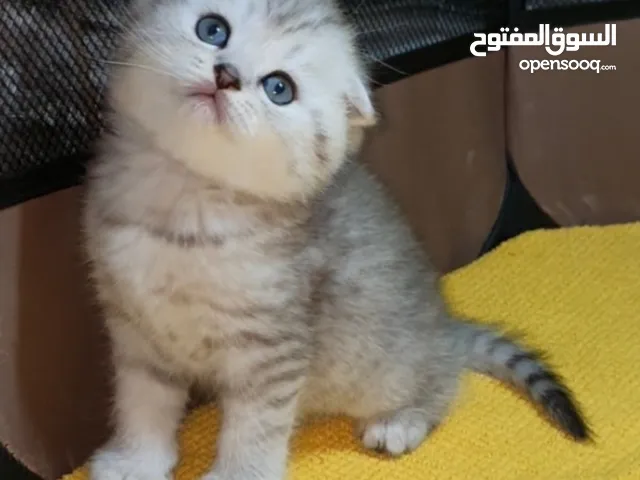 قطط سكوتش فولد و سكوتش ستريت  - Scottish Fold kittens